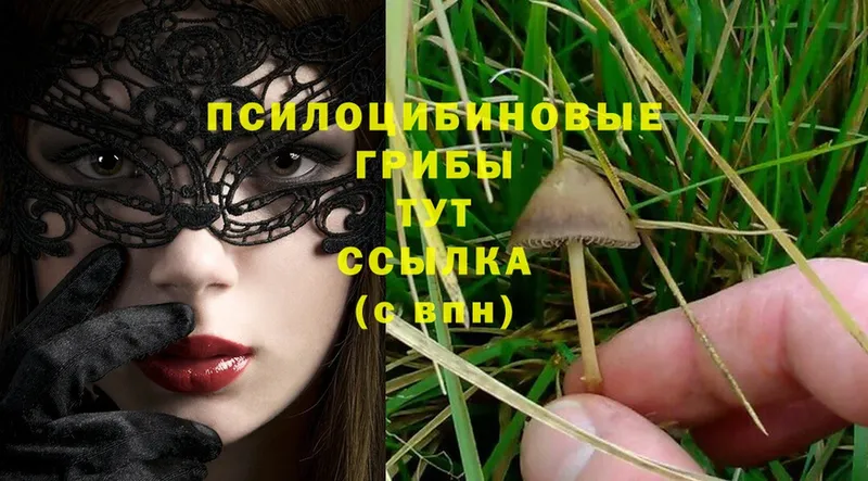 сайты даркнета официальный сайт  Шлиссельбург  Псилоцибиновые грибы MAGIC MUSHROOMS 